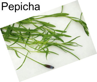 Pepicha