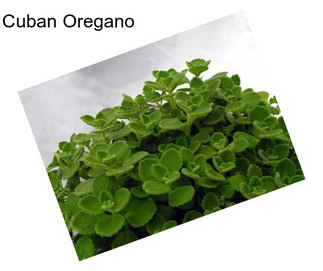 Cuban Oregano