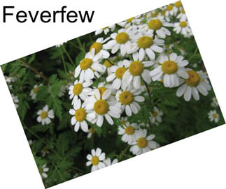 Feverfew