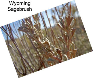 Wyoming Sagebrush