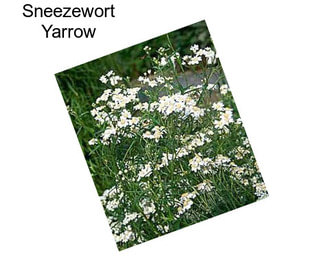 Sneezewort Yarrow