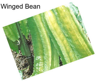 Winged Bean