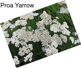 Proa Yarrow