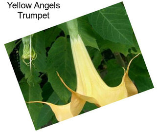 Yellow Angels Trumpet