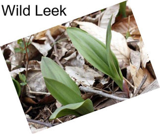 Wild Leek