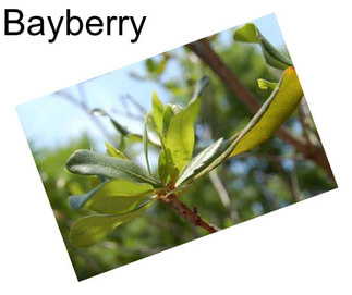 Bayberry