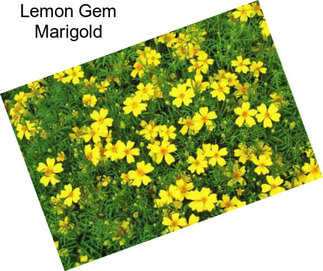 Lemon Gem Marigold