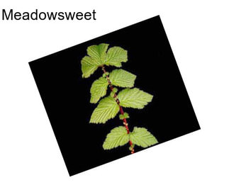 Meadowsweet