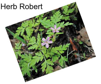 Herb Robert