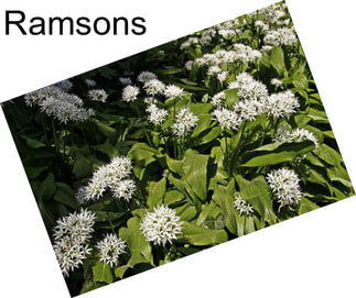 Ramsons