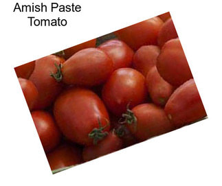 Amish Paste Tomato