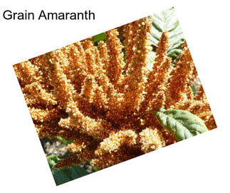 Grain Amaranth