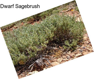 Dwarf Sagebrush