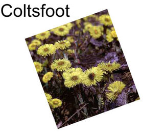 Coltsfoot