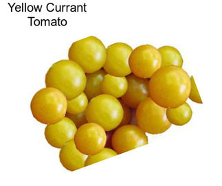 Yellow Currant Tomato