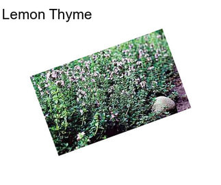 Lemon Thyme