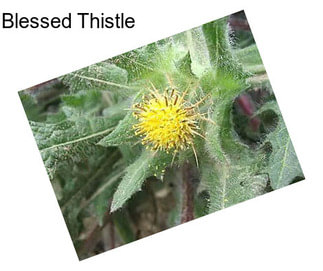 Blessed Thistle