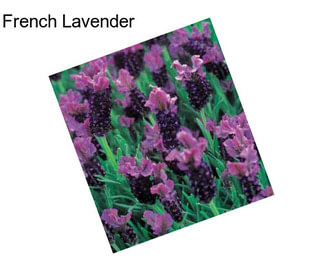 French Lavender