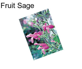 Fruit Sage