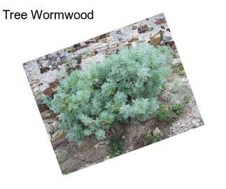 Tree Wormwood