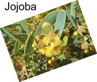 Jojoba