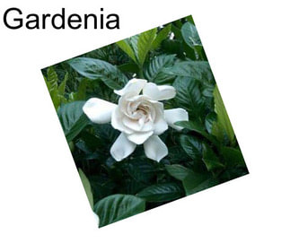 Gardenia