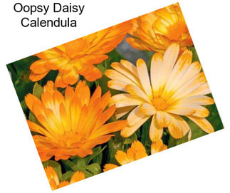 Oopsy Daisy Calendula