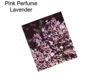 Pink Perfume Lavender