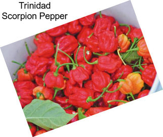 Trinidad Scorpion Pepper