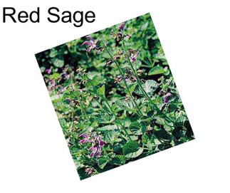 Red Sage