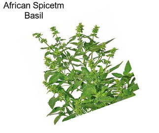 African Spicetm Basil