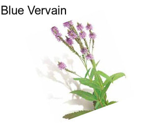 Blue Vervain