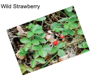 Wild Strawberry