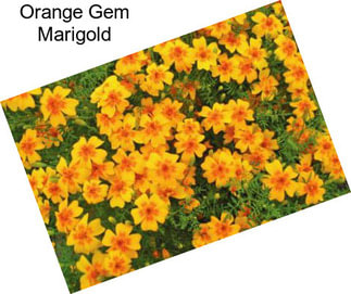 Orange Gem Marigold