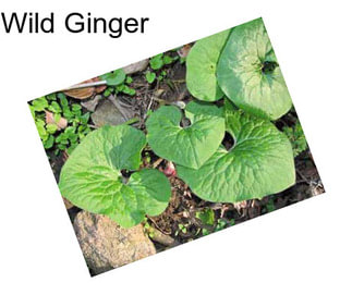 Wild Ginger