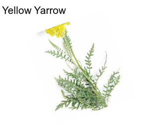 Yellow Yarrow