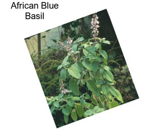 African Blue Basil