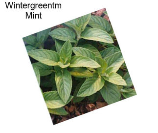 Wintergreentm Mint