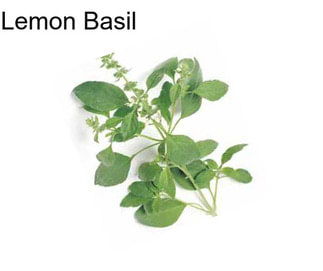 Lemon Basil