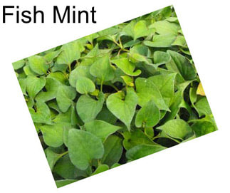 Fish Mint
