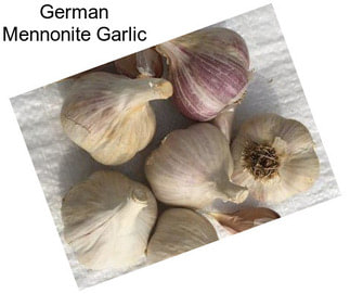 German Mennonite Garlic