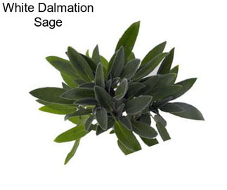 White Dalmation Sage