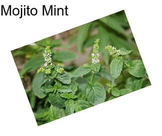 Mojito Mint