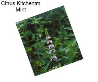 Citrus Kitchentm Mint