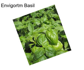 Envigortm Basil