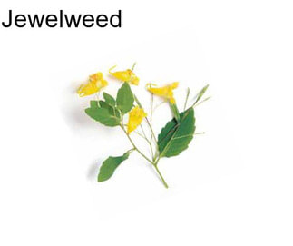 Jewelweed