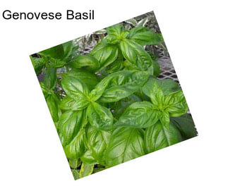 Genovese Basil