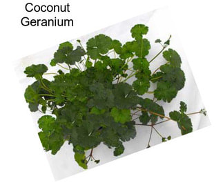 Coconut Geranium