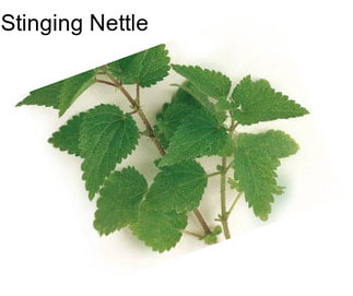 Stinging Nettle