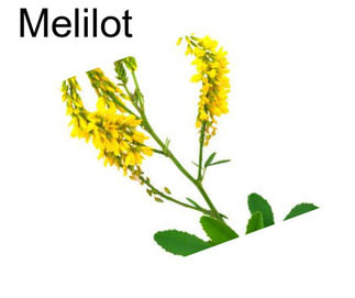 Melilot